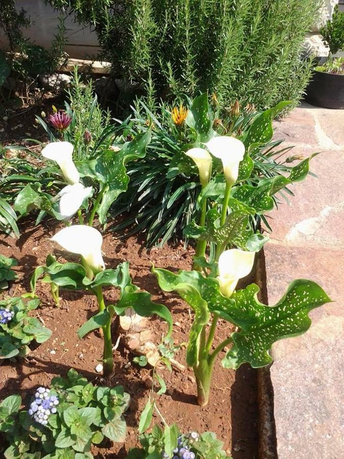 פורץ Apartments Mihael And Melani מראה חיצוני תמונה